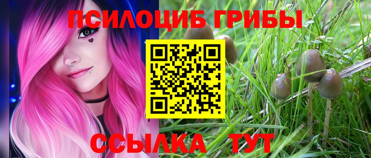 Галлюциногенные грибы Psilocybine cubensis Бийск